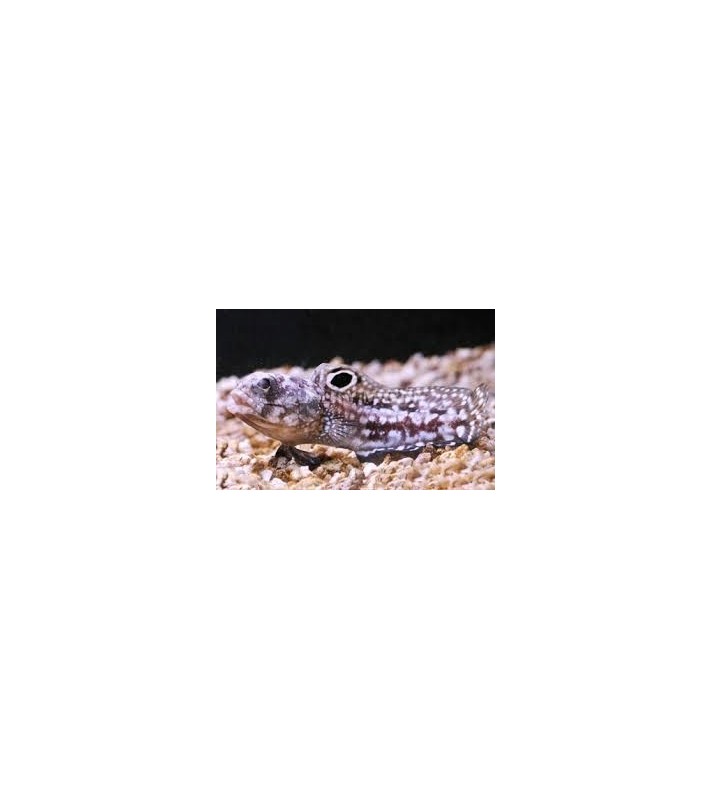 Opistognathus Scops