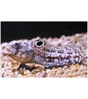 Opistognathus Scops