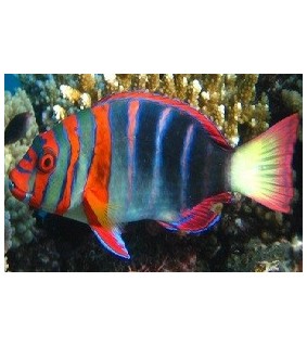 Choerodon fasciatus