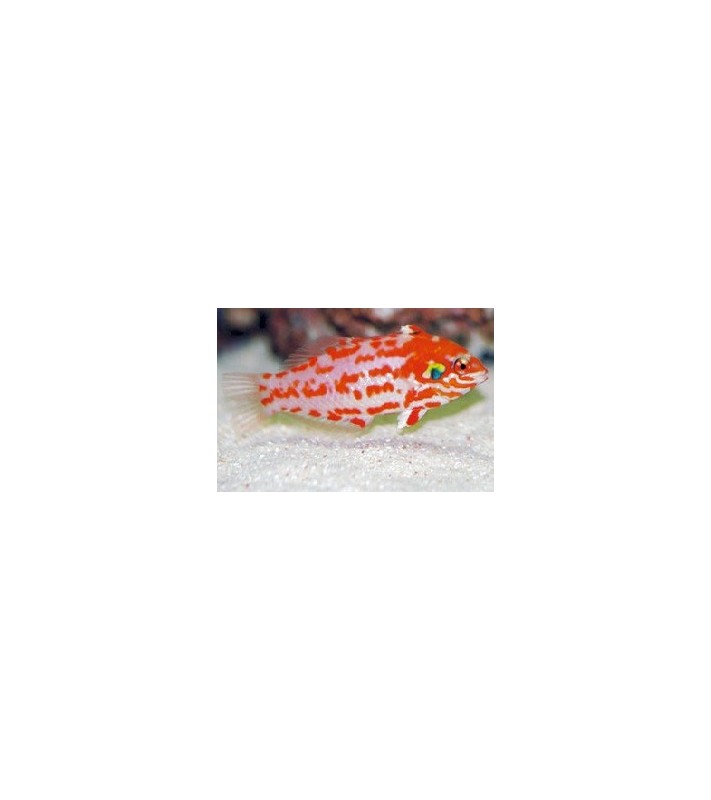 Macropharyngodon choati 