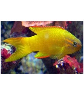 Assessor flavissimus 