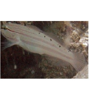 Amblygobius nocturnus
