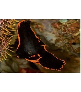 Platax pinnatus