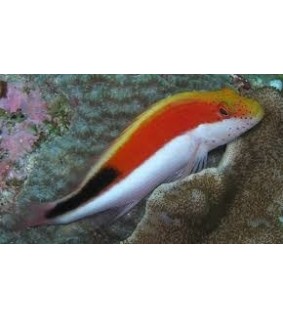 Paracirrhites forsteri