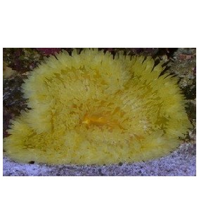 Heteractis Malu Yellow