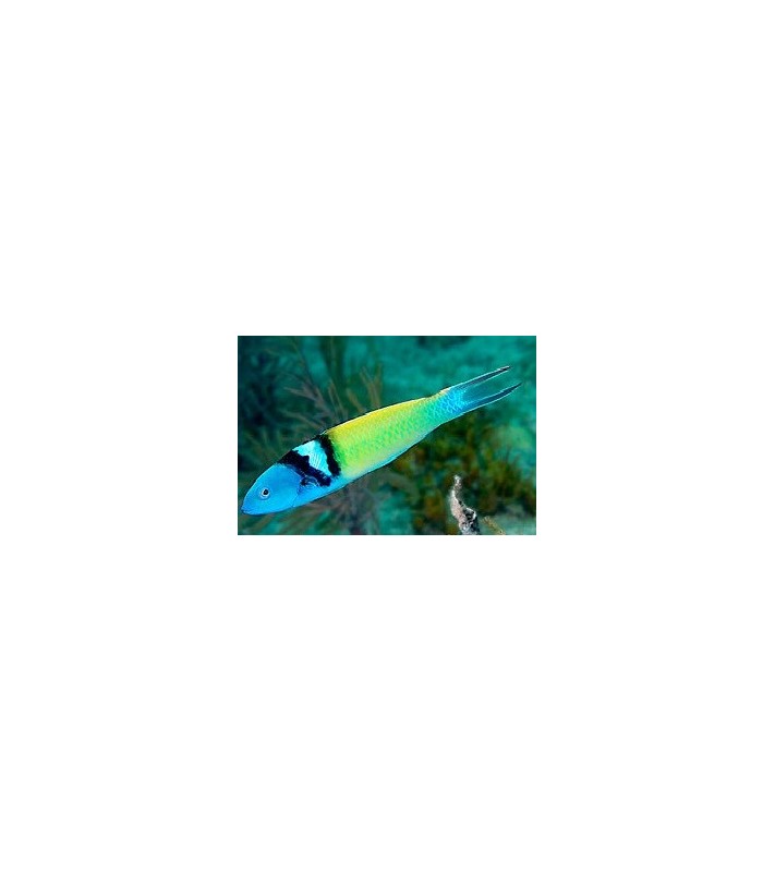 Thalassoma bifasciatum