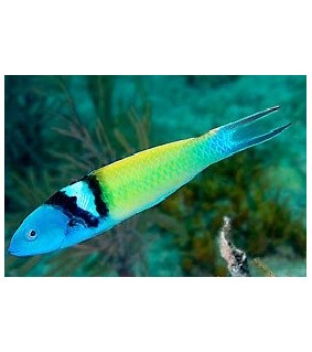 Thalassoma bifasciatum