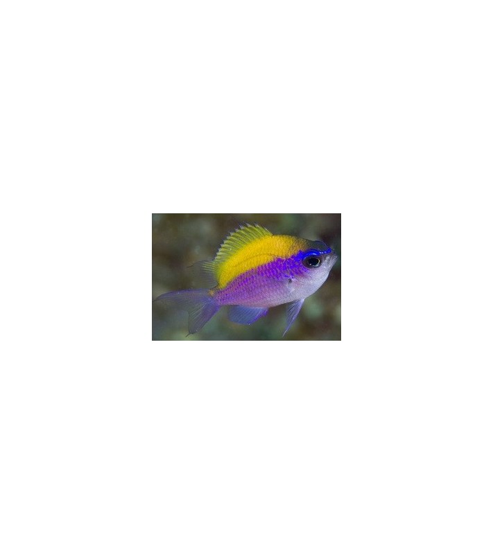 Chromis insolata