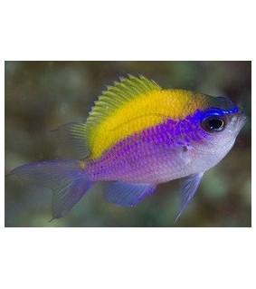 Chromis insolata
