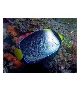 Chaetodontoplus Mesoleucus