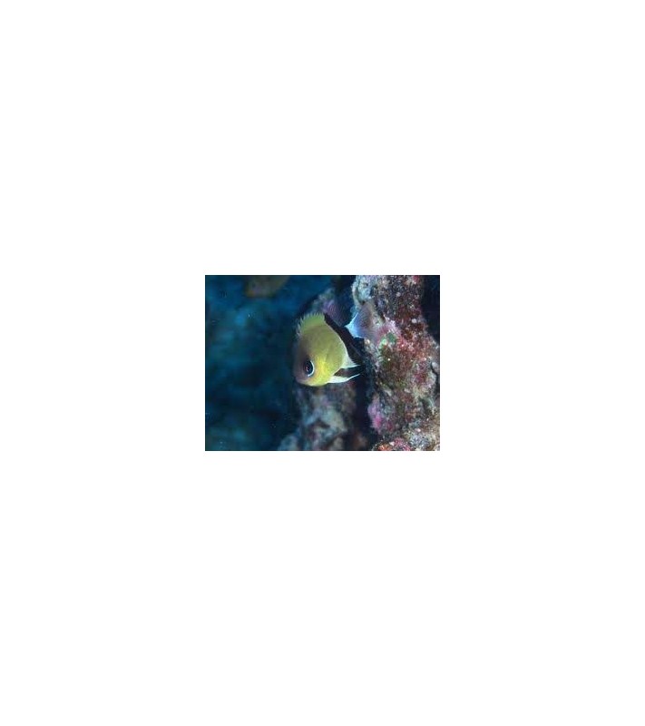 Chromis retrofasciata