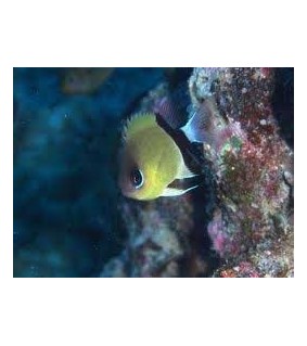 Chromis retrofasciata