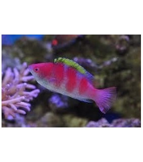 Cirrhilabrus flavidorsalis