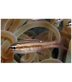 Apogon Kiensis