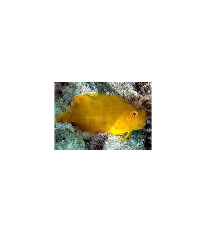 Atrosalarias fuscus