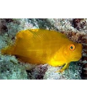 Atrosalarias fuscus