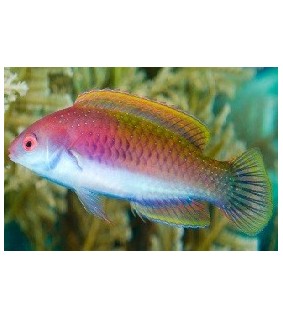 Cirrhilabrus cyanopleura female