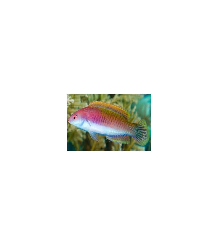 Cirrhilabrus cyanopleura female