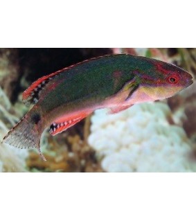 Cirrhilabrus exquisitus female