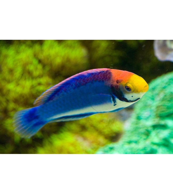 Cirrhilabrus Solorensis