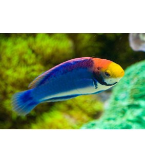 Cirrhilabrus Solorensis