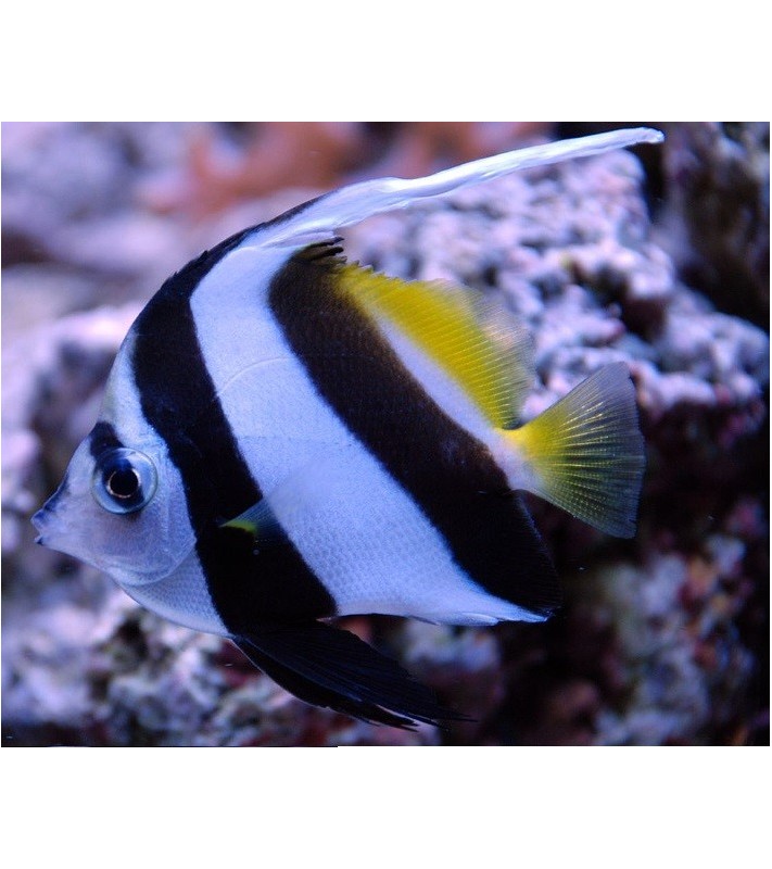 Heniochus Acuminatus