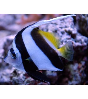Heniochus Acuminatus