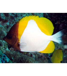 Hemitaurichthys polylepis