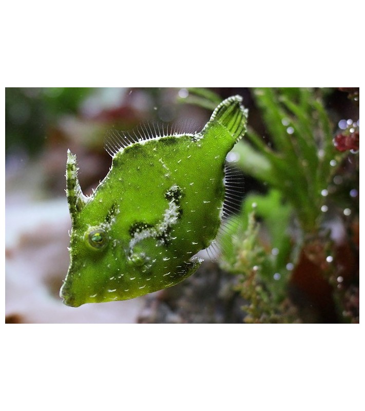 Acreichthys tomentosus green