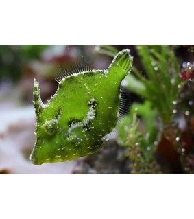 Acreichthys tomentosus green