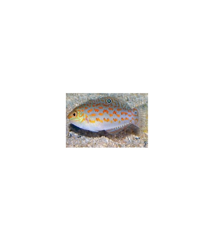 Halichoeres timorensis