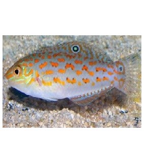 Halichoeres timorensis