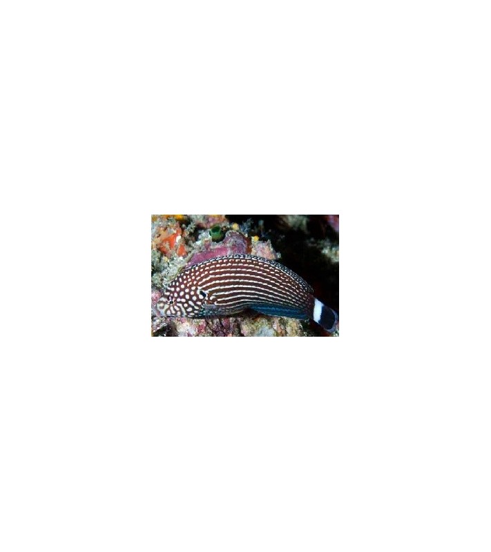 Anampses lineatus