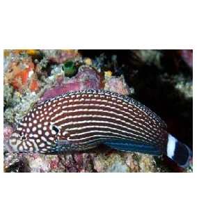 Anampses lineatus 