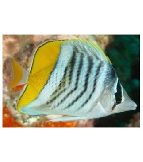 Chaetodon mertensii