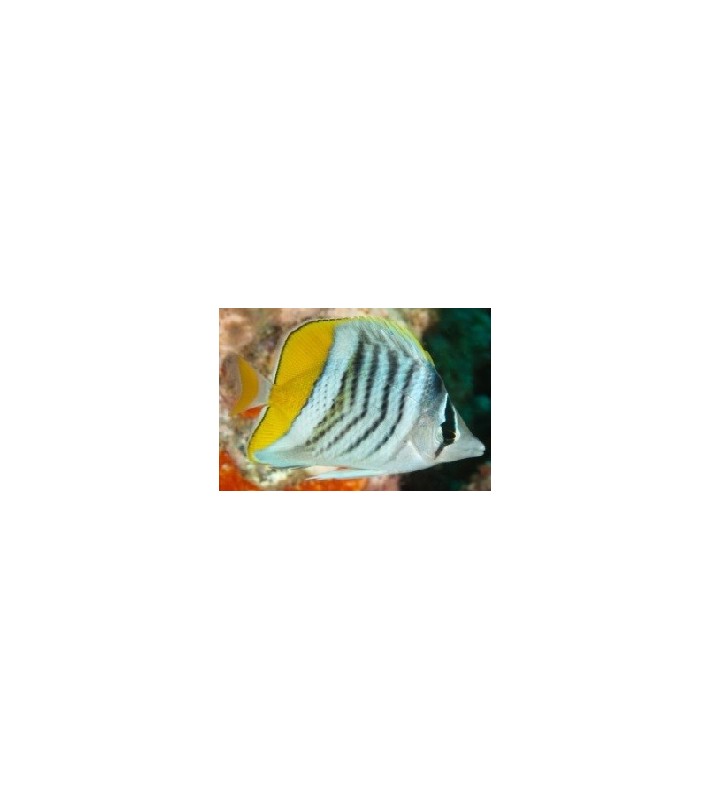 Chaetodon mertensii