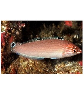Halichoeres trispilus