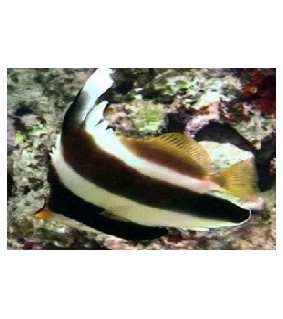 Heniochus chrysostomus