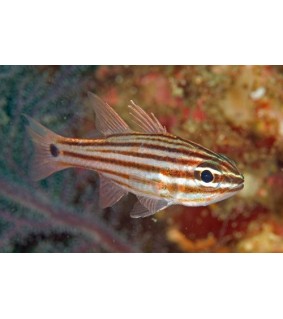 Ostorhinchus endekataenia