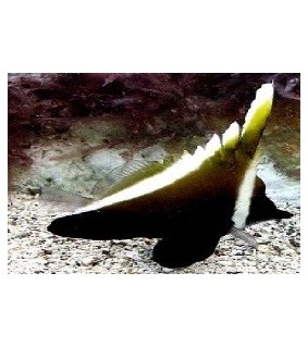 Heniochus varius