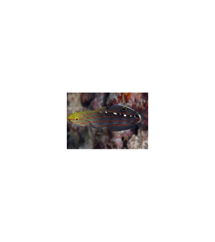 Amblygobius rainfordi