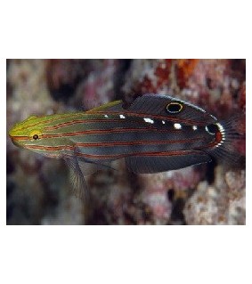 Amblygobius rainfordi