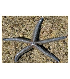 Phataria unifascialis