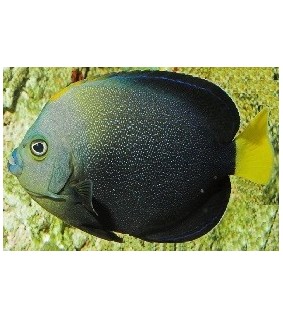 Chätodontoplus Caeruleopunctatus