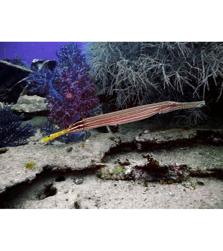 Aulostomus Maculatus