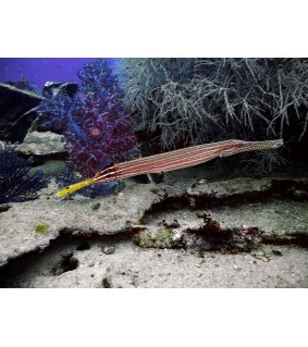 Aulostomus Maculatus