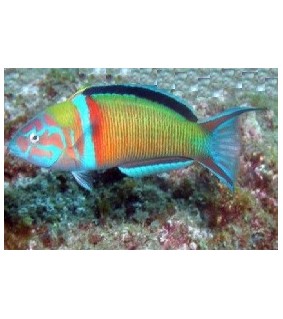 Thalassoma Pavo