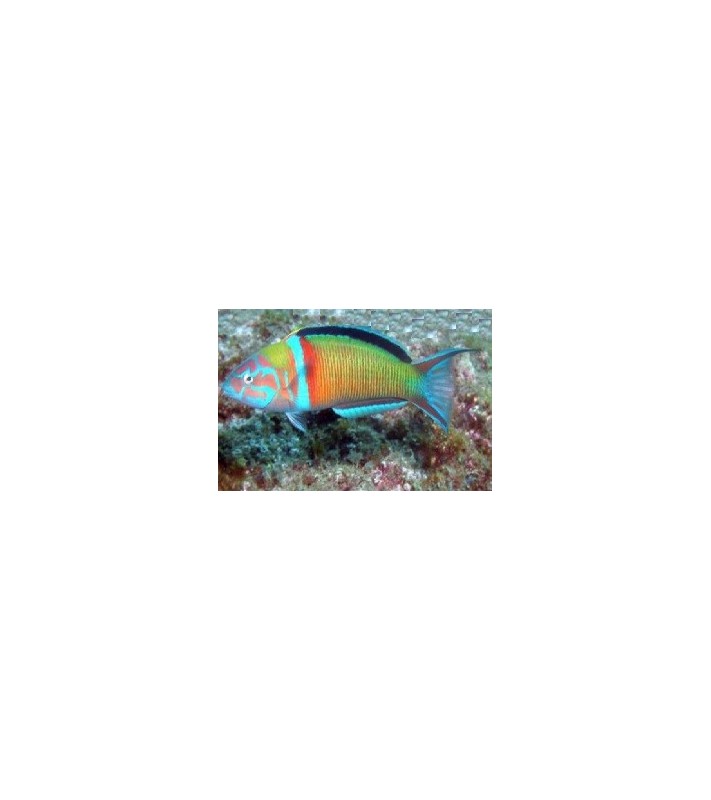 Thalassoma Pavo