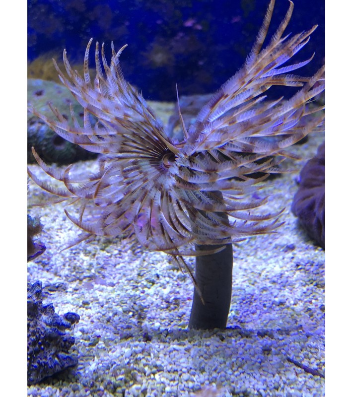 Sabellastarte Indica