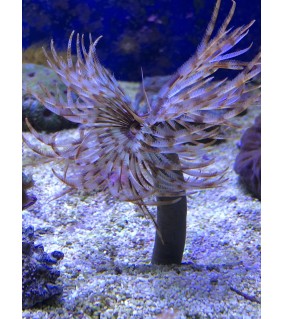 Sabellastarte Indica